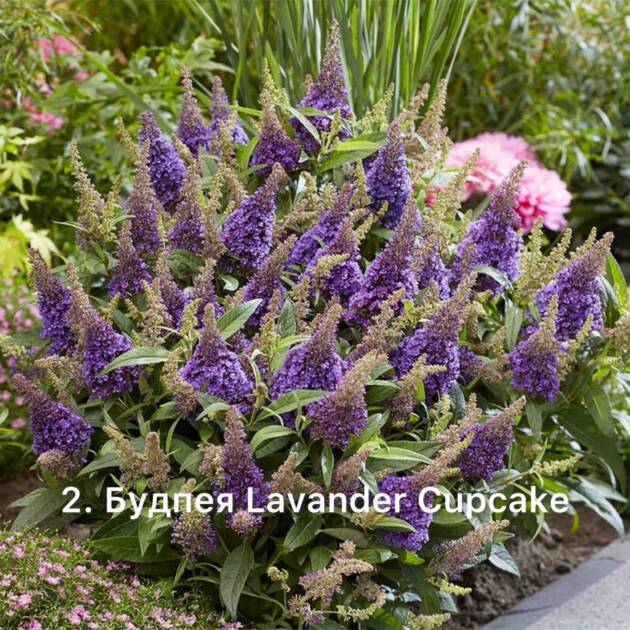 Будлея 2. Lavander Cupcake горщик ф12