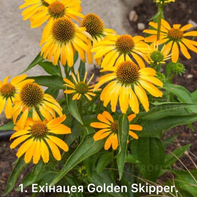 Ехінацея 1. Golden Skipper