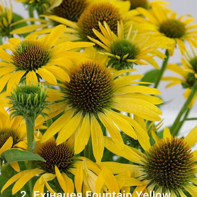 Ехінацея 2. Fountain Yellow