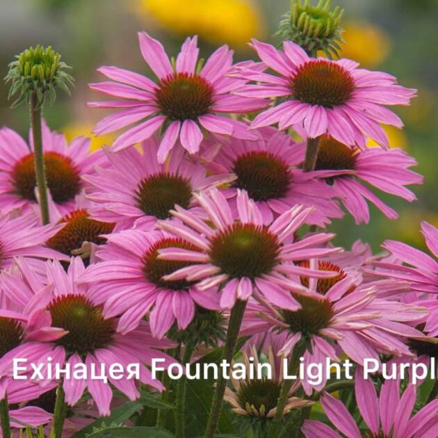 Ехінацея 3. Fountain Light Purple