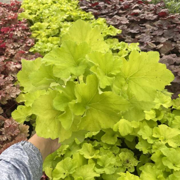 Гейхера 58. Guacamole горщик ф12