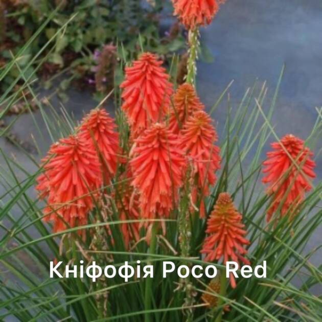 Кніфофія Poco Red горщик ф12