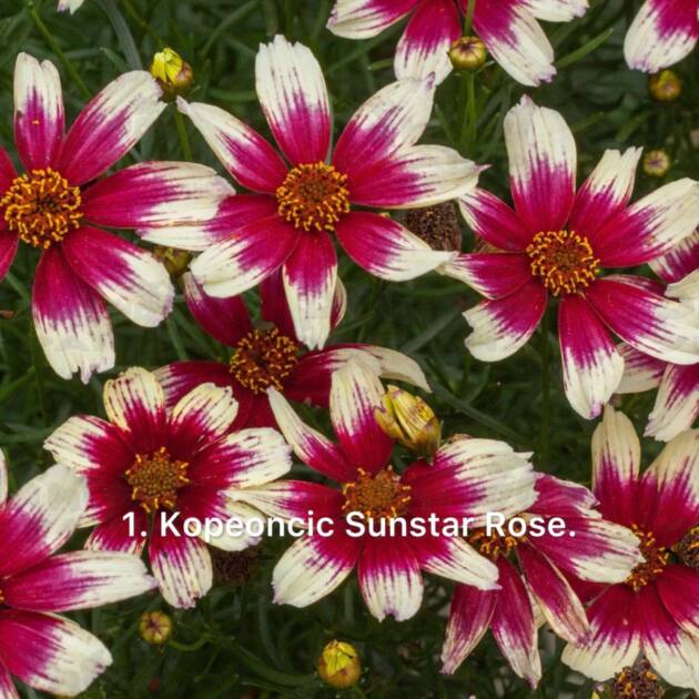 Кореопсіс 1. Sunstar Rose горщик ф12