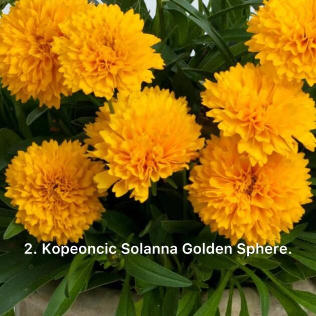 Кореопсіс 2. Solanna Golden Sphere горщик ф12