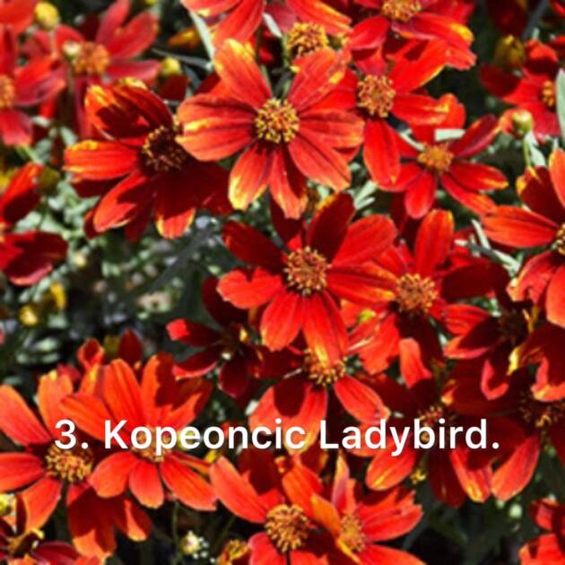 Кореопсіс 3. Ladybird горщик ф12