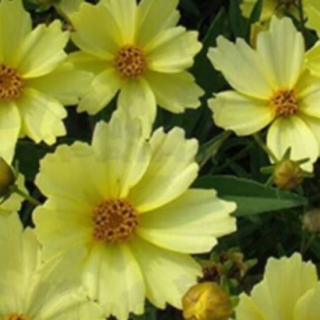 Кореопсіс 4. Full Moon горщик ф12