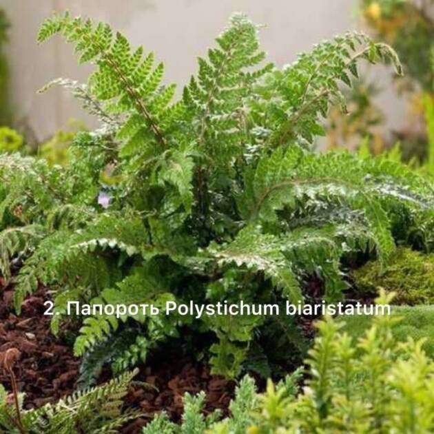Папороть 2. Polystichum biaristatum горщик ф12