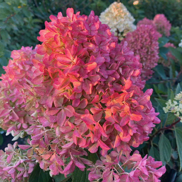 Метельчаста Гортензія Petite Flory горщик ф12