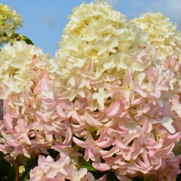 Метельчаста Гортензія Skyfall горщик 1,5л