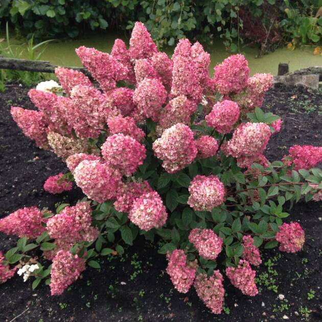 Метельчаста Гортензія Sundae Fraise горщик 1,5л