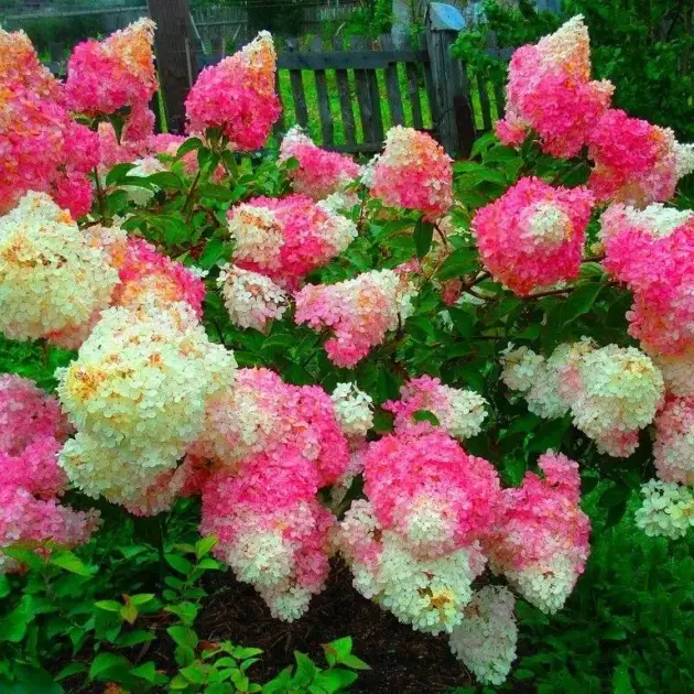 Мітловидна Гортензія