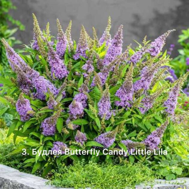 Будлея 3. Butterfly Candy Little Lila горщик ф12