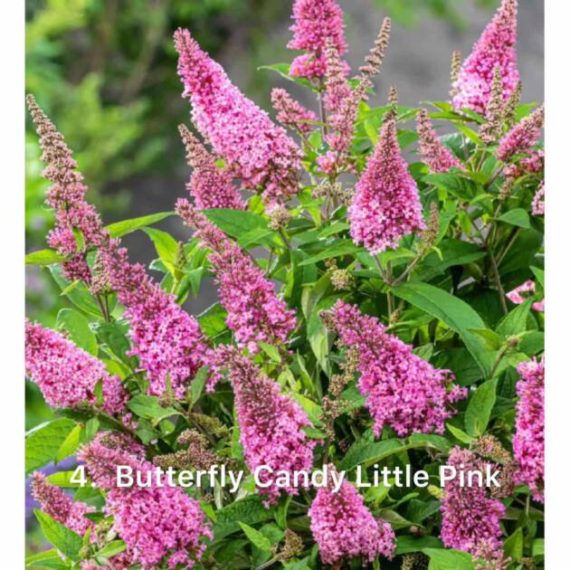 Будлея 4. Candy Little Pink горщик ф12