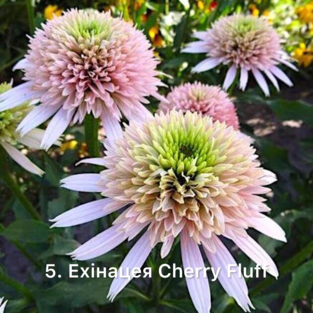 Ехінацея 5. Cherry Fluff горщик ф12