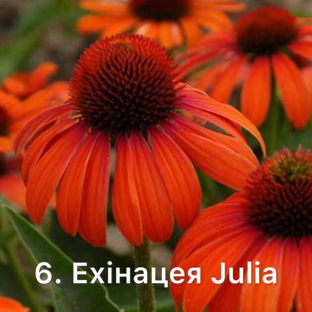 Ехінацея 6. Julia горщик ф12