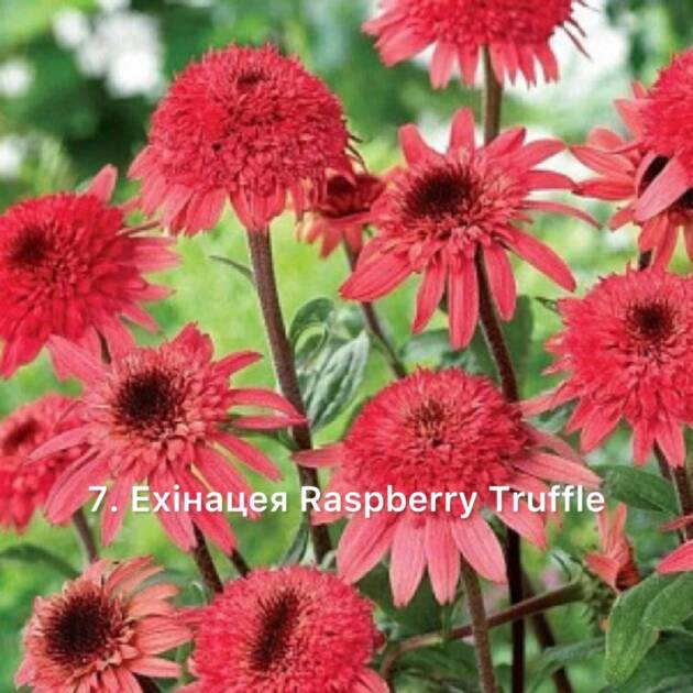Ехінацея 7. Raspberry Truffle горщик ф12