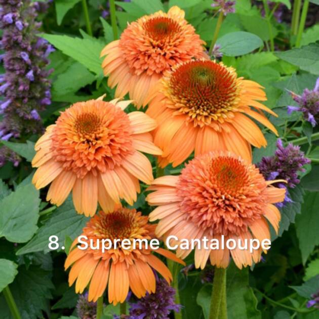 Ехінацея 8. Supreme Cantaloupe горщик ф12