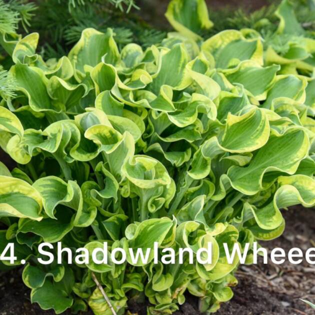 Хоста 14. Shadowland Wheee