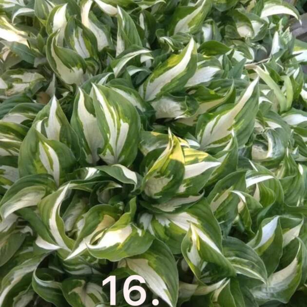 Хоста 16.