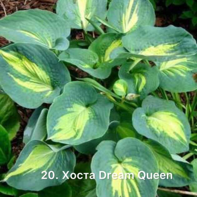 Хоста 20. Dream Queen