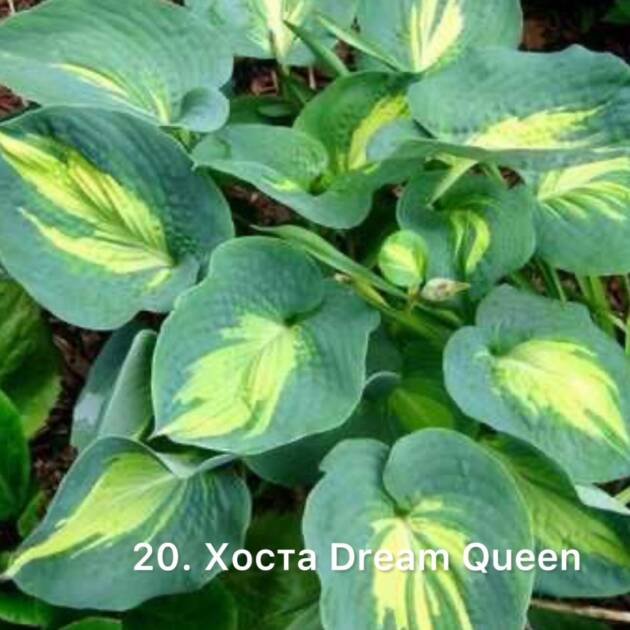 Хоста 20. Dream Queen (горщик 1,5л)