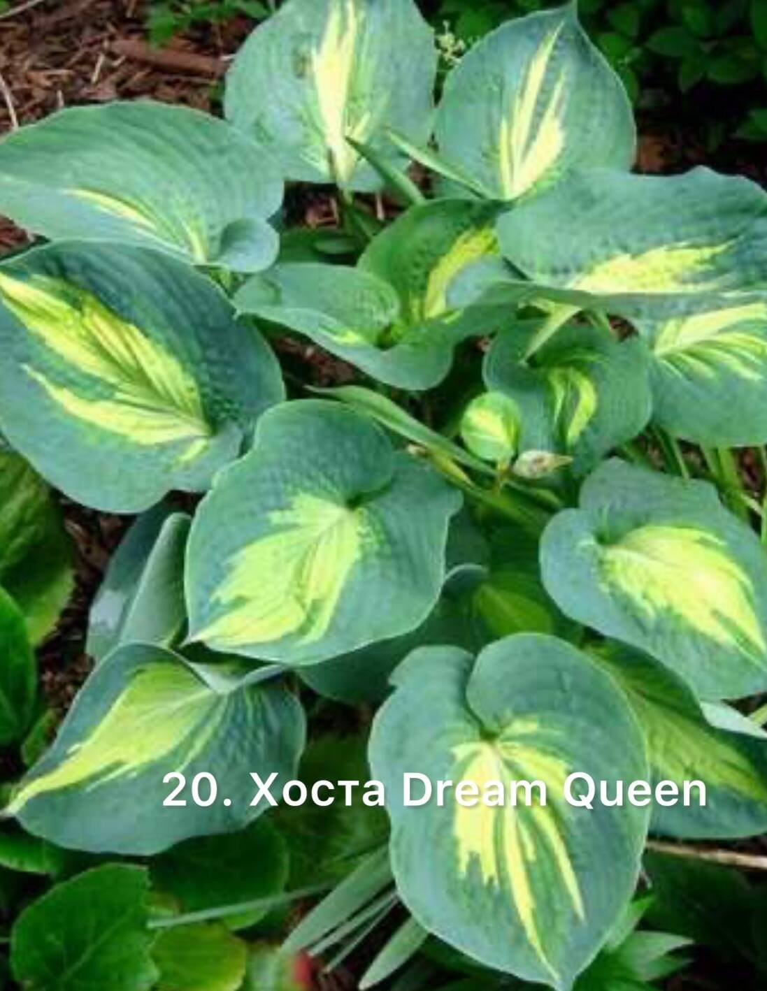 Хоста 20. Dream Queen (горщик 1,5л)