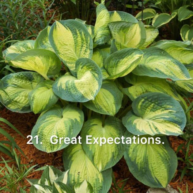 Хоста 21. Great Expectation