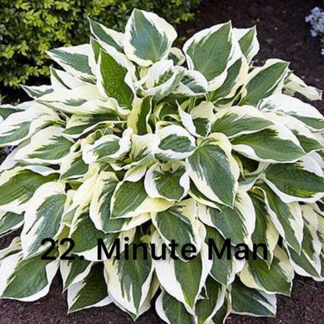 Хоста 22. Minute Man