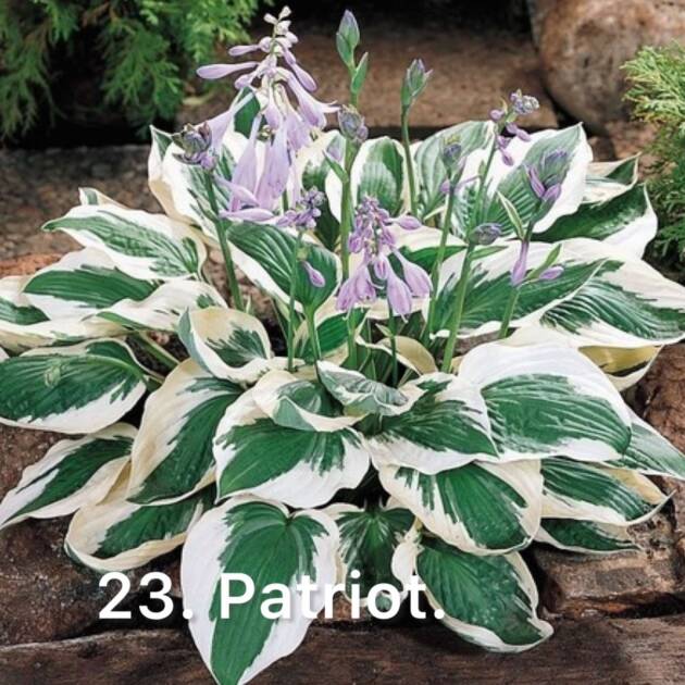 Хоста 23. Patriot