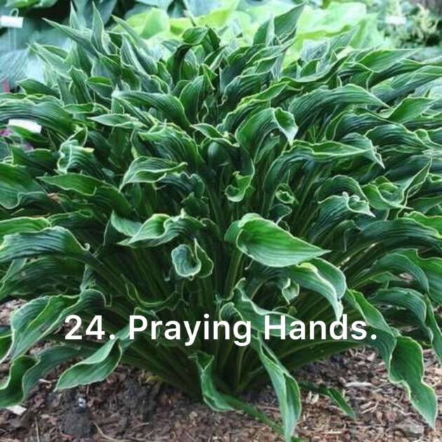 Хоста 24. Praying Hands