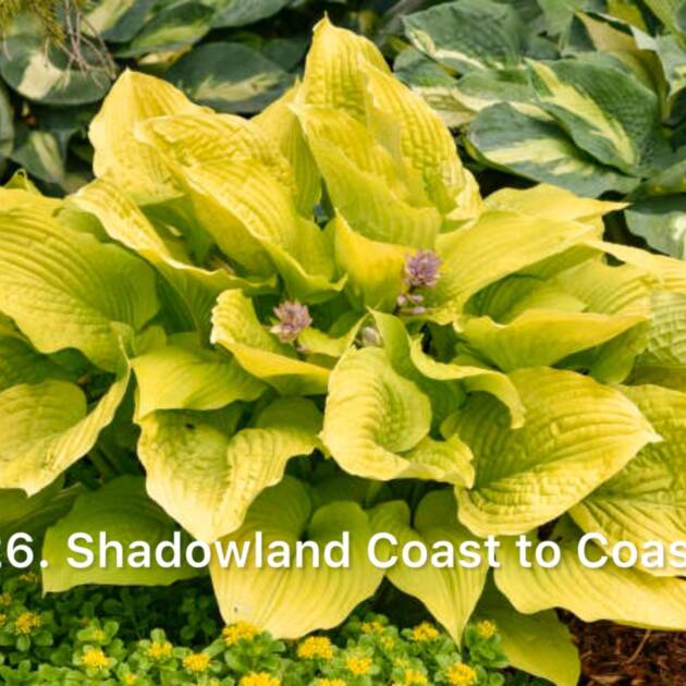 Хоста 26. Shadowland Coast to Coast