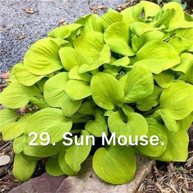 Хоста 29. Sun Mouse
