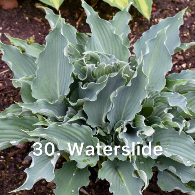 Хоста 30. Waterslide