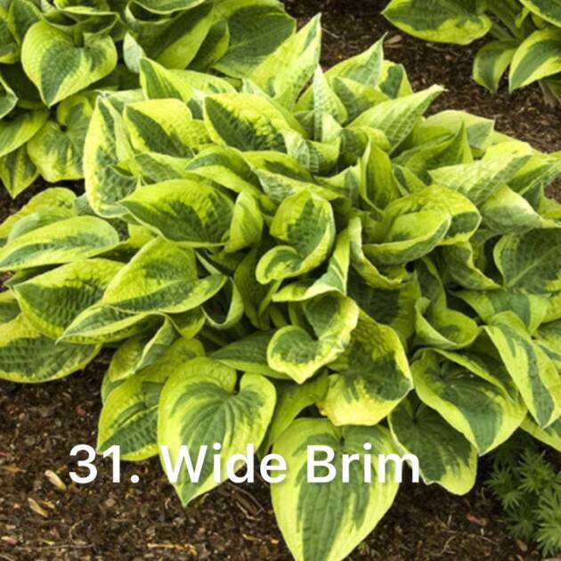 Хоста 31. Wide Brim