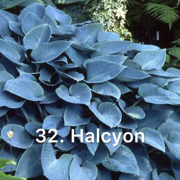 Хоста 32. Halcyon