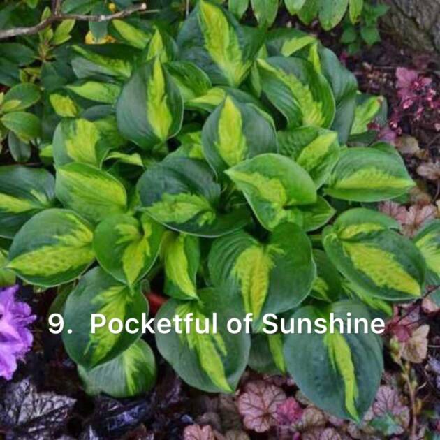 Хоста 9. Pocketful of Sunshine