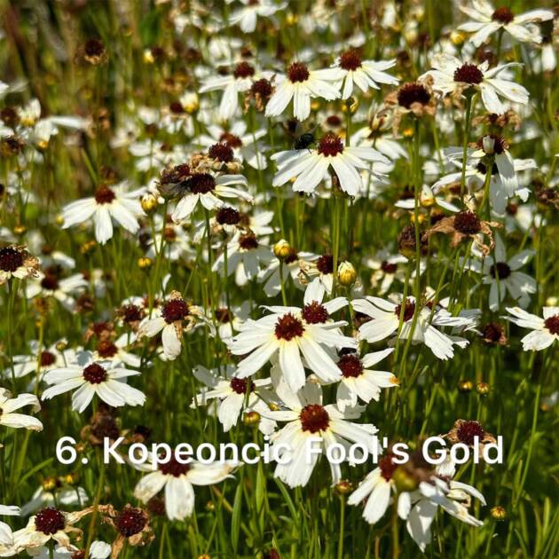 Кореопсіс 6. Fools Gold горщик ф12