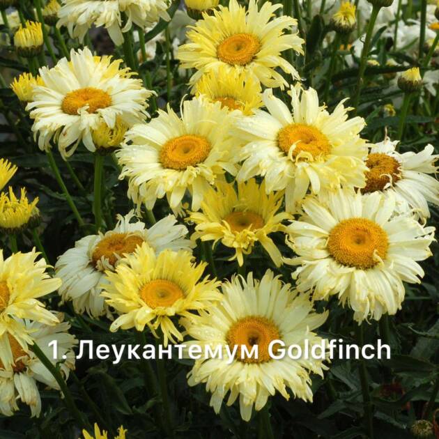 Леукантемум 1. Goldfinch горщик ф12