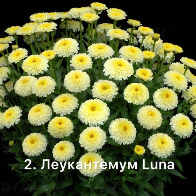 Леукантемум 2. Luna горщик ф12