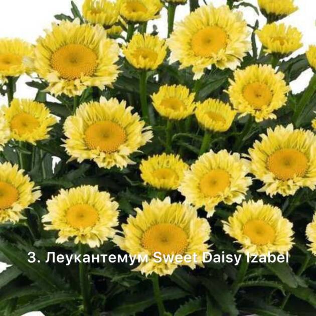 Леукантемум 3. Sweet Daisy Isabel горщик ф12