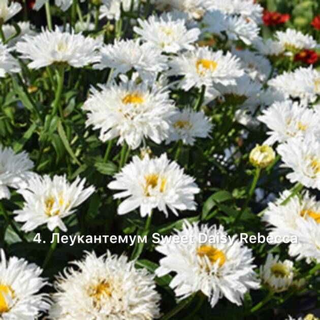 Леукантемум 4. Sweet Daisy Rebecca горщик ф12
