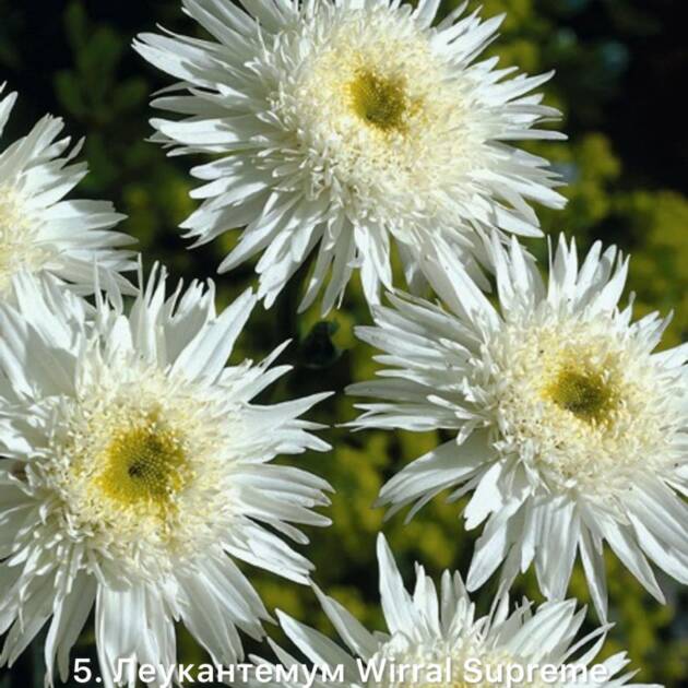 Леукантемум 5. Wirral Supreme горщик ф12