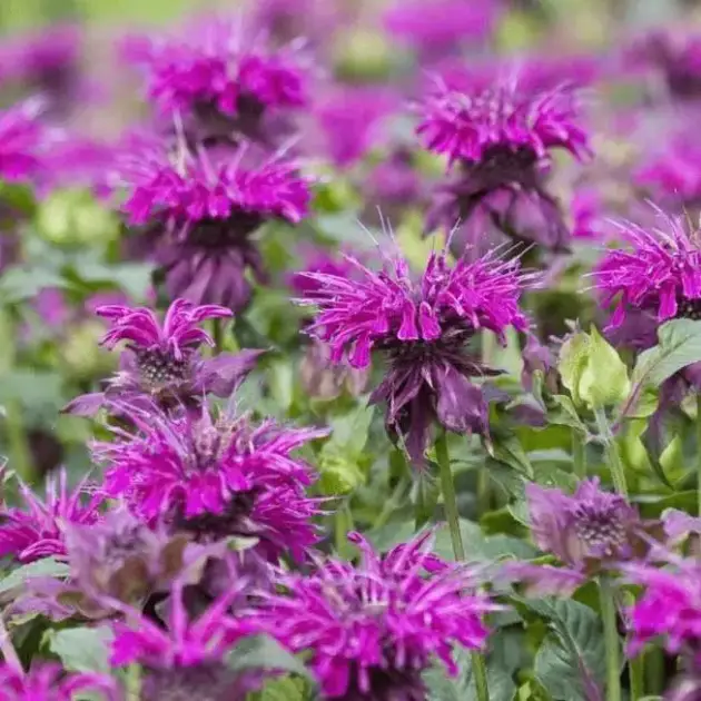 Монарда Bee Pretty горщик 1,5л