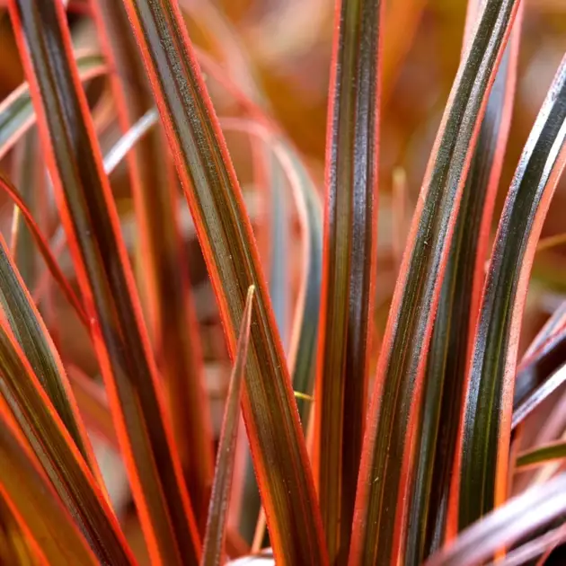 Унцінія Everflame горщик ф12