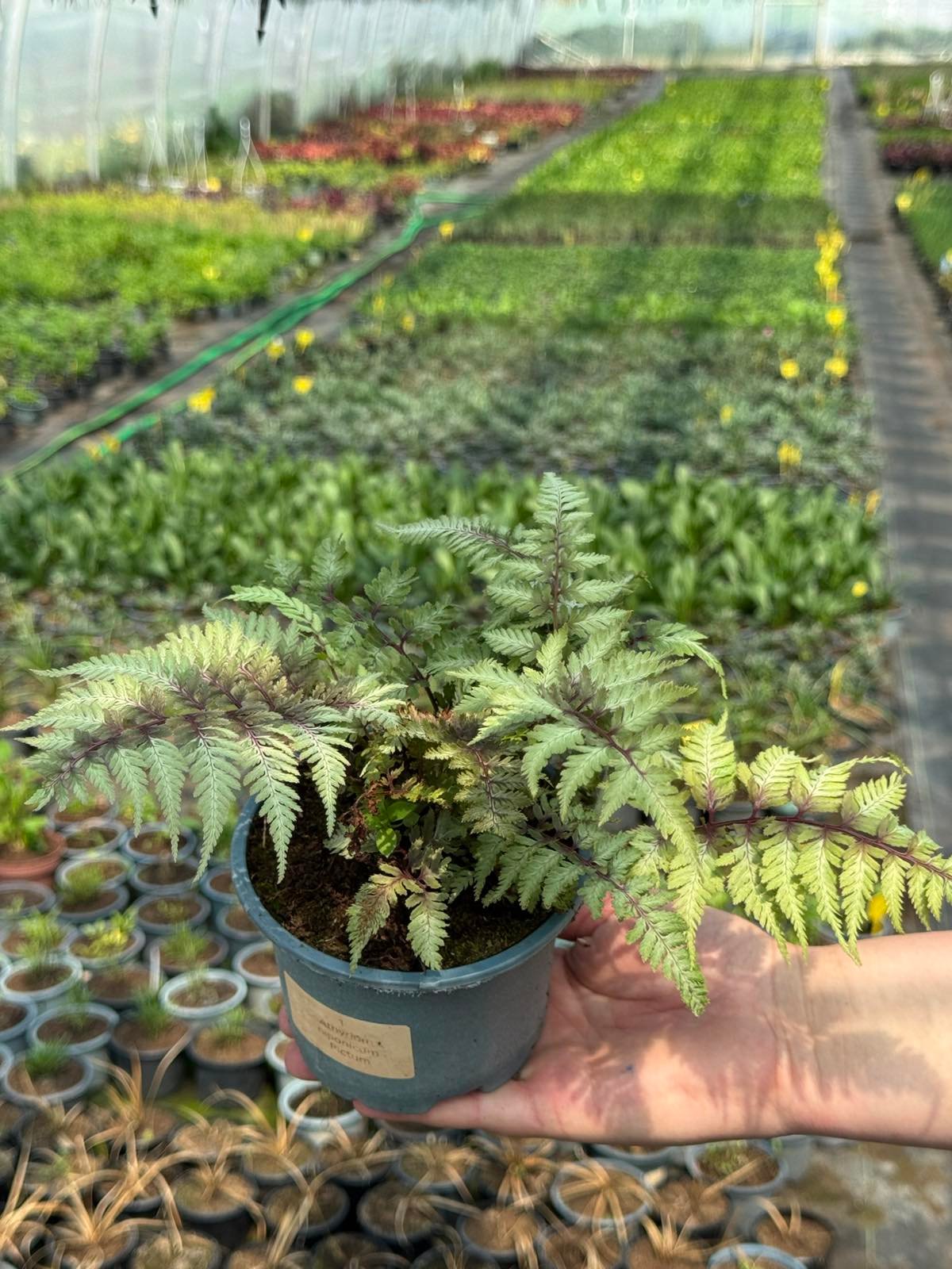 Папороть 1. Athyrium Pictum горщик ф12 - Зображення 3