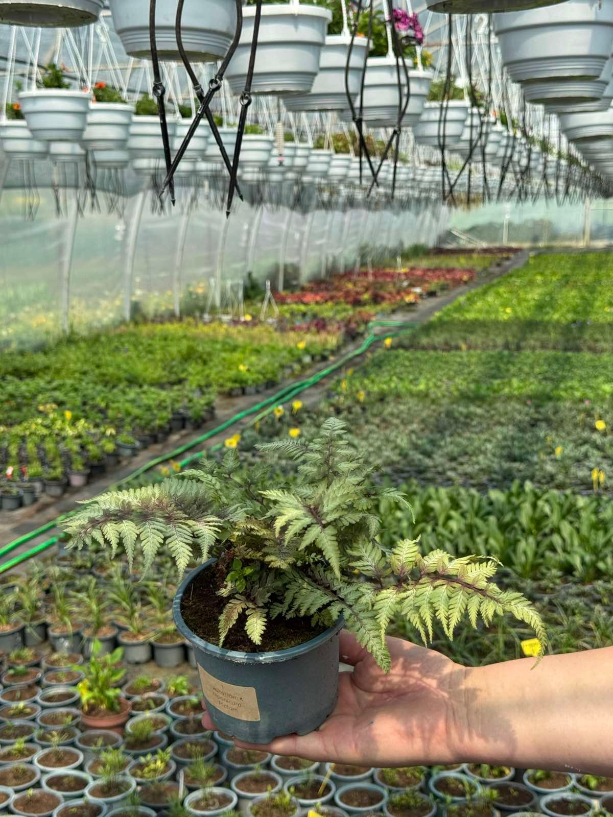 Папороть 1. Athyrium Pictum горщик ф12 - Зображення 4