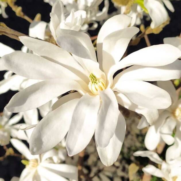 " MAGNOLIA "STELLATA"