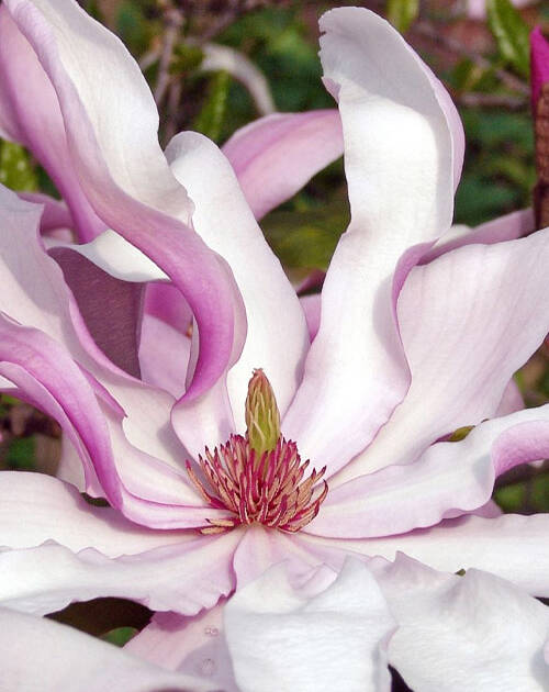 MAGNOLIA HYBRIDA "BETTY"