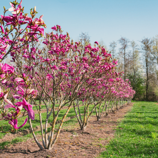 MAGNOLIA HIBRIDA "SUSAN"