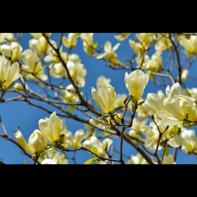 MAGNOLIA "YELLOW BIRD"